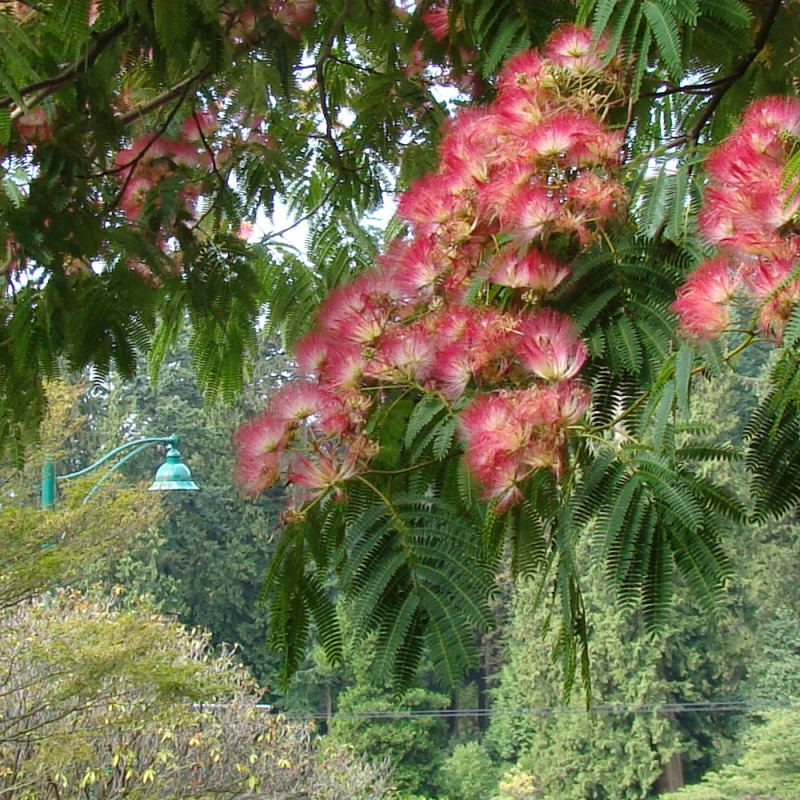 Arbre à soie Ombrella® 'Boulbri', Albizia