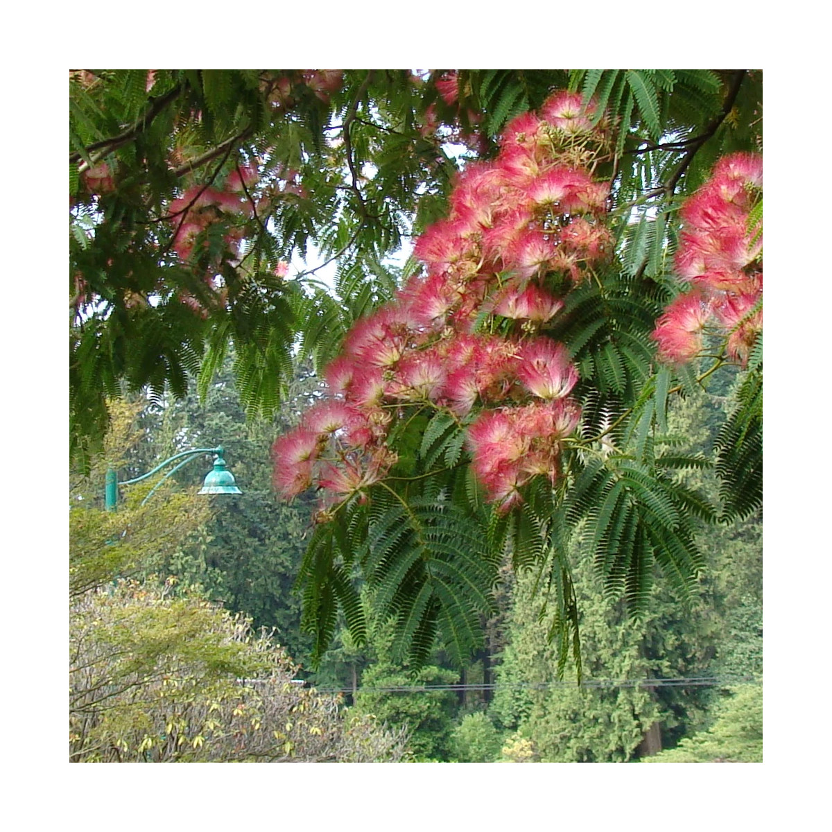 Arbre à soie Ombrella® 'Boulbri', Albizia