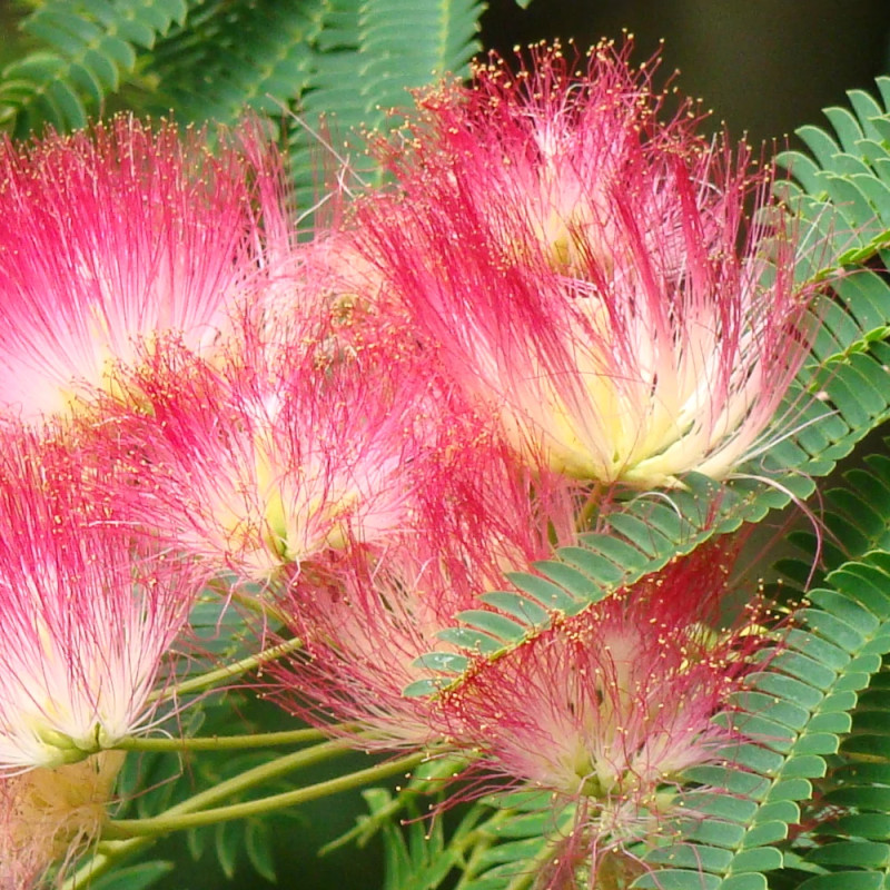Arbre à soie Ombrella® 'Boulbri', Albizia