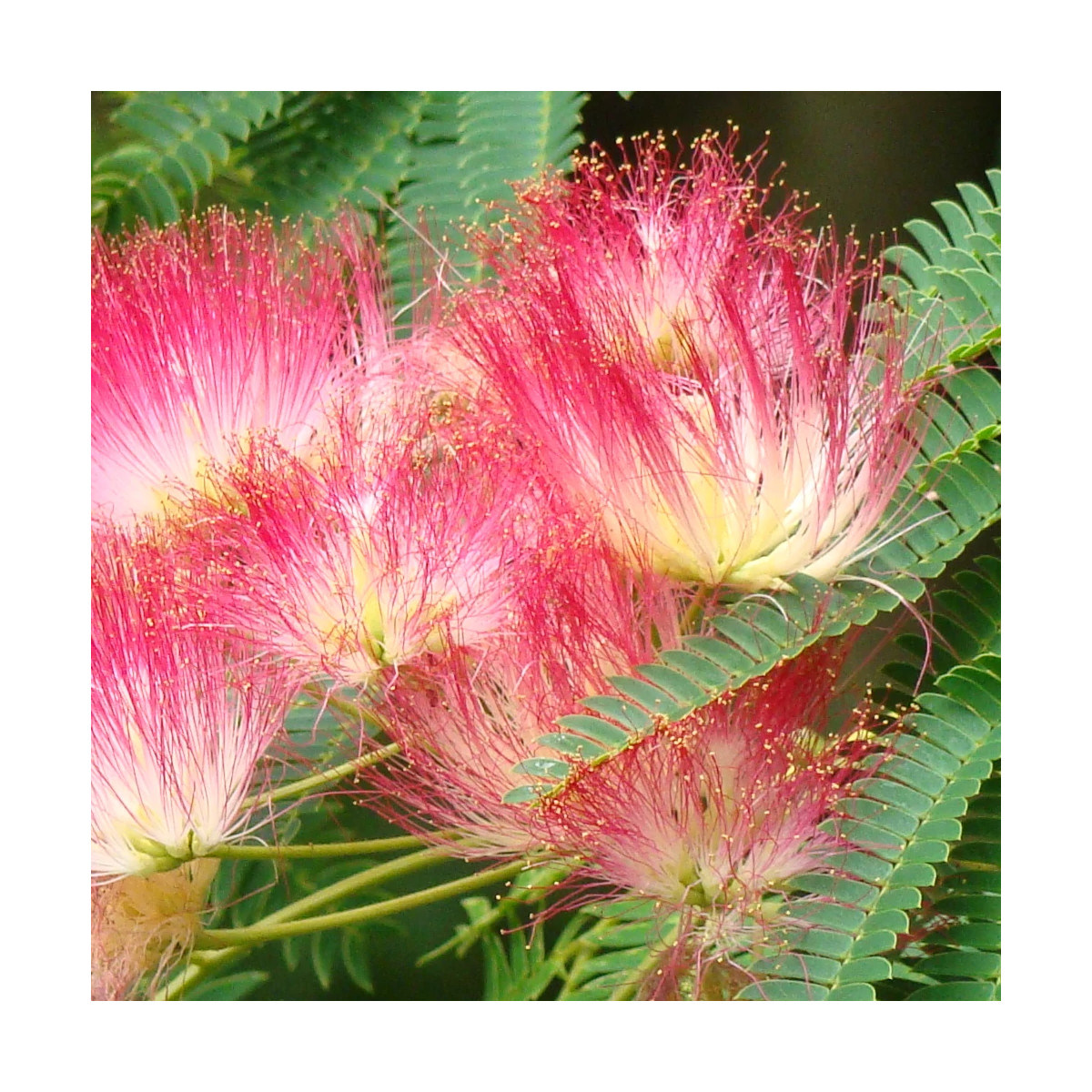 Arbre à soie Ombrella® 'Boulbri', Albizia