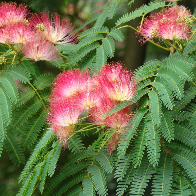 Arbre à soie Ombrella® 'Boulbri', Albizia
