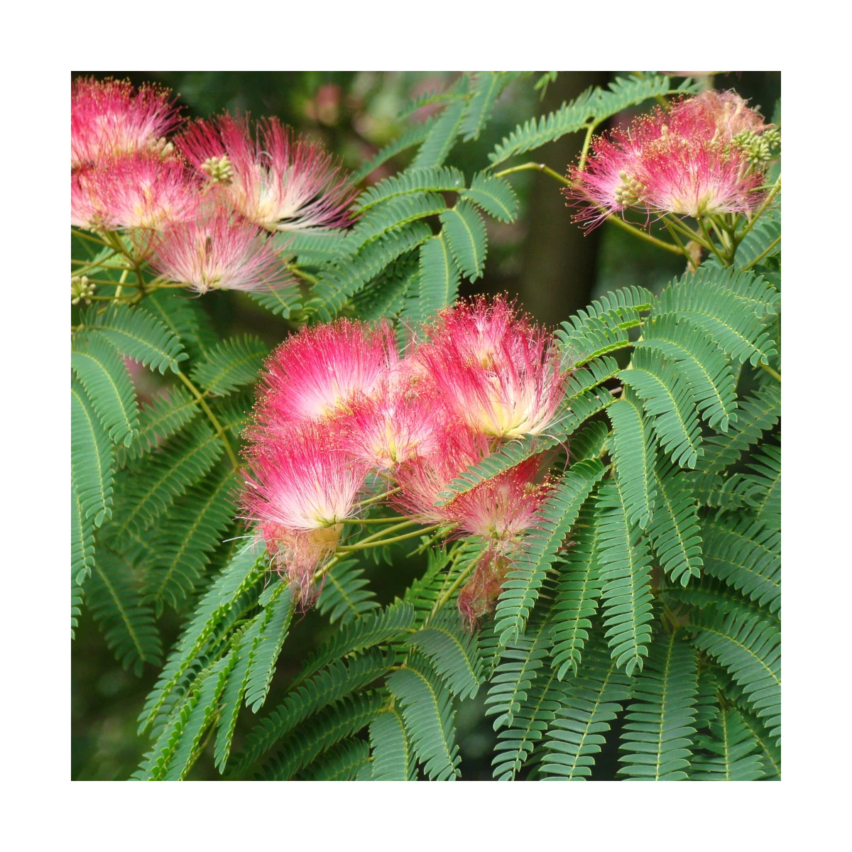 Arbre à soie Ombrella® 'Boulbri', Albizia