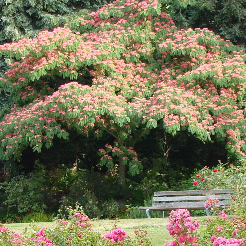 Arbre à soie Ombrella® 'Boulbri', Albizia