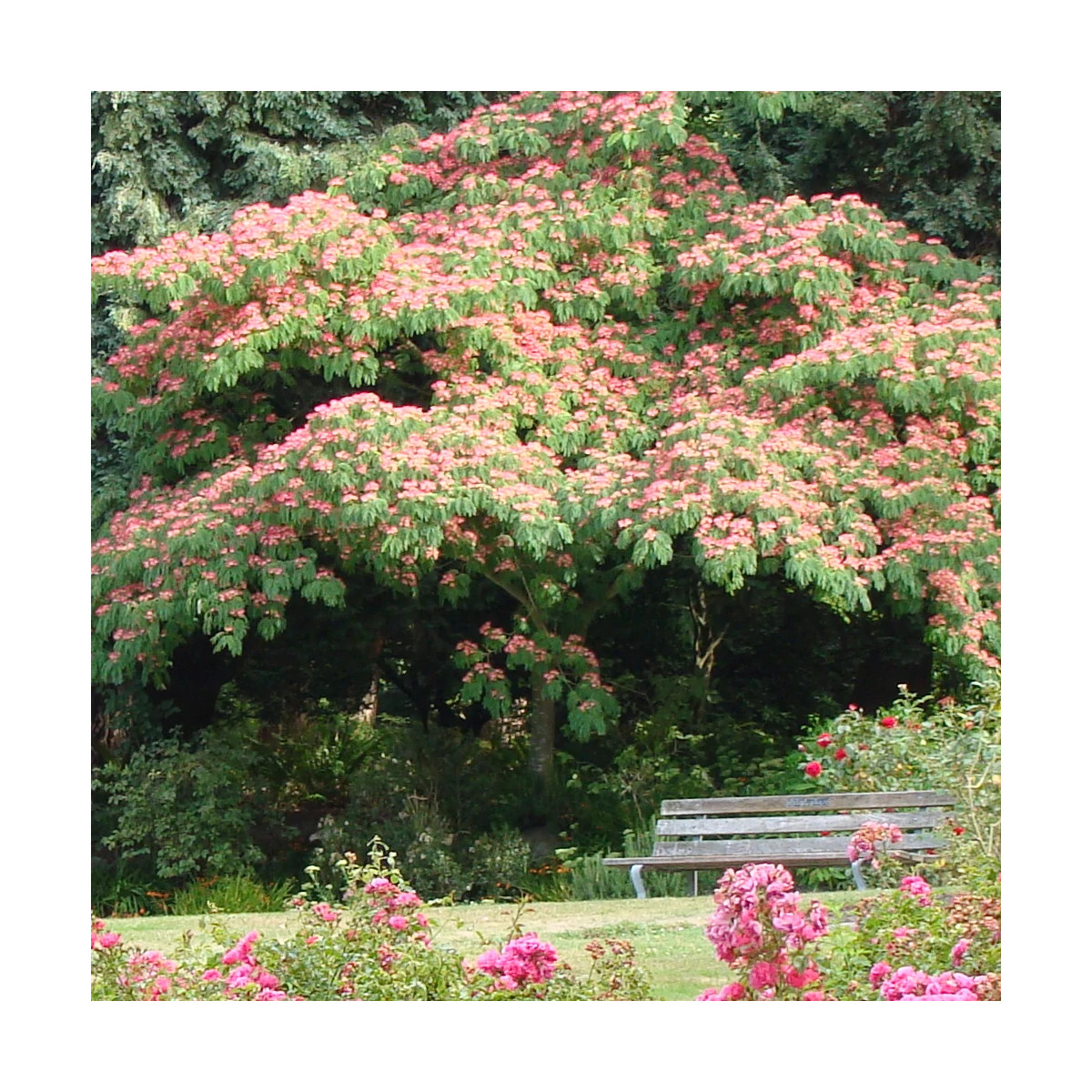 Arbre à soie Ombrella® 'Boulbri', Albizia