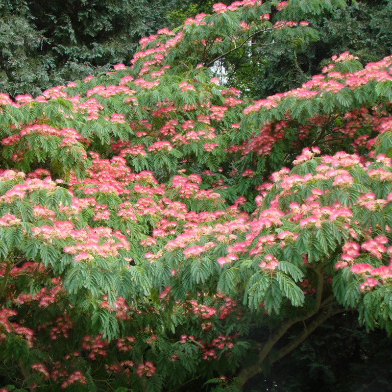Arbre à soie Ombrella® 'Boulbri', Albizia