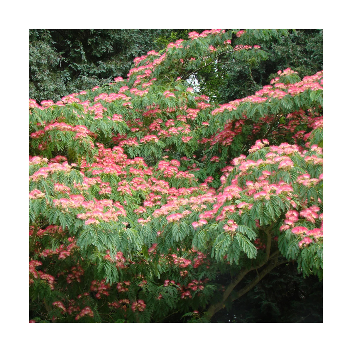Arbre à soie Ombrella® 'Boulbri', Albizia