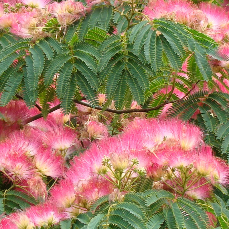 Arbre à soie Ombrella® 'Boulbri', Albizia