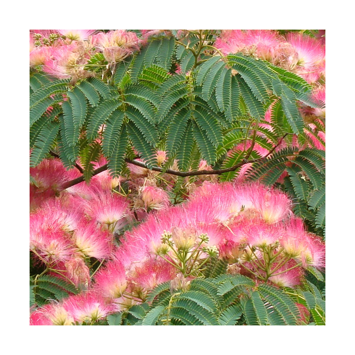 Arbre à soie Ombrella® 'Boulbri', Albizia