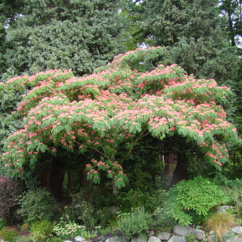 Arbre à soie Ombrella® 'Boulbri', Albizia