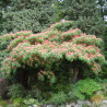 Arbre à soie Ombrella® \'Boulbri\', Albizia