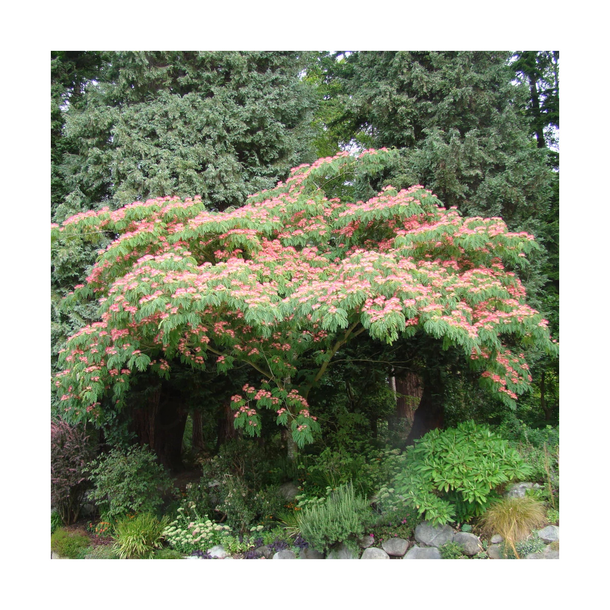 Arbre à soie Ombrella® 'Boulbri', Albizia