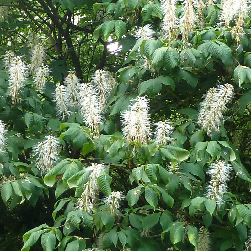 Marronnier nain parviflora