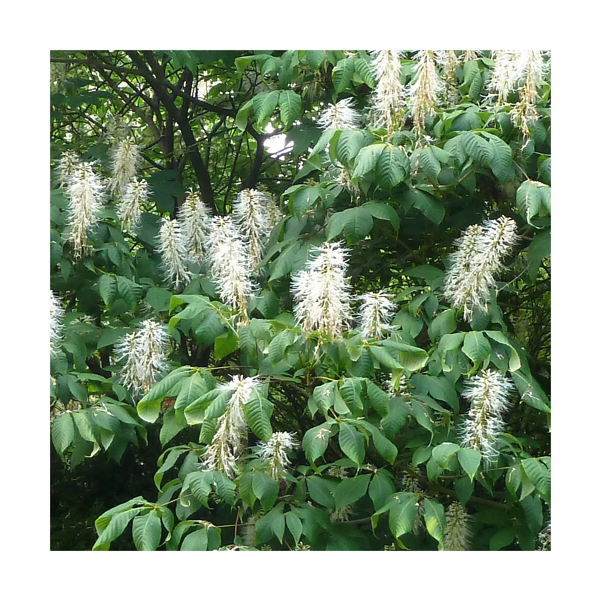 Marronnier nain parviflora