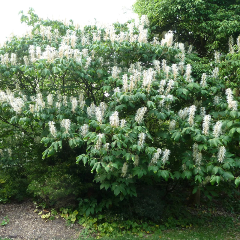 Marronnier nain parviflora