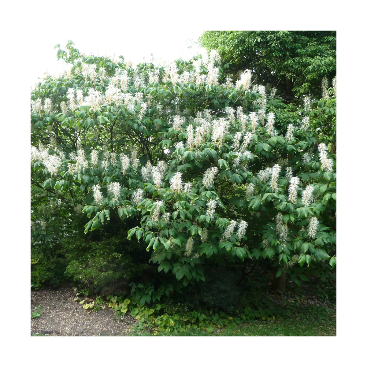 Marronnier nain parviflora