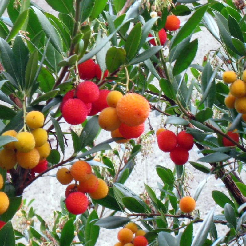 Arbousier, Arbre aux fraises Atlantic - SILENCE, ça pousse !