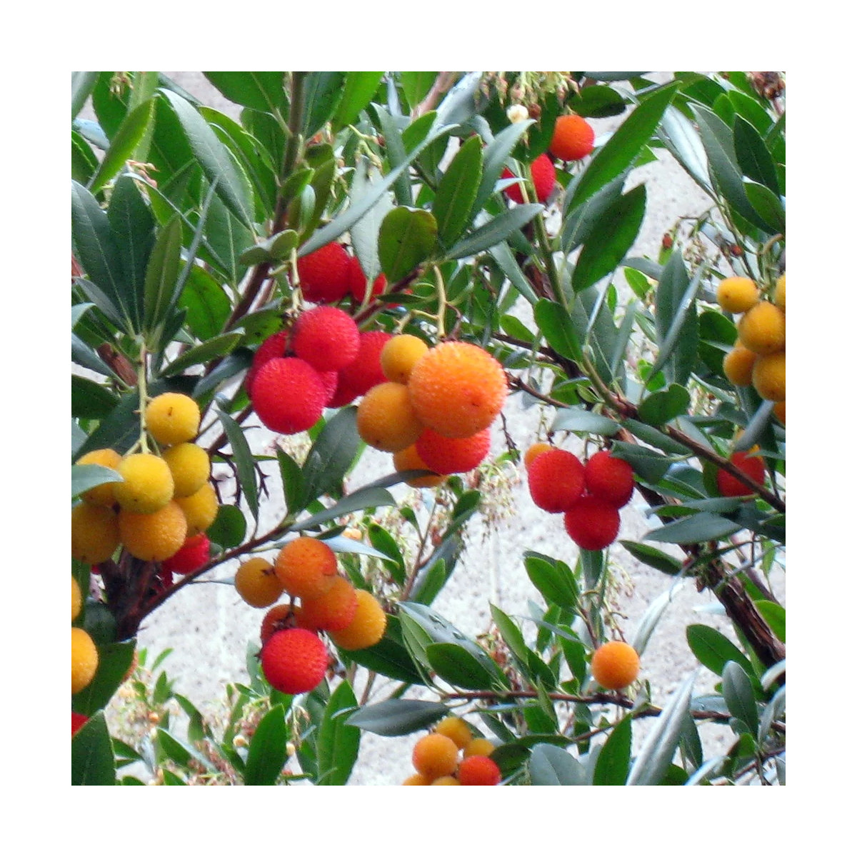 Arbre aux fraises Atlantic au feuillage persistant vert luisant