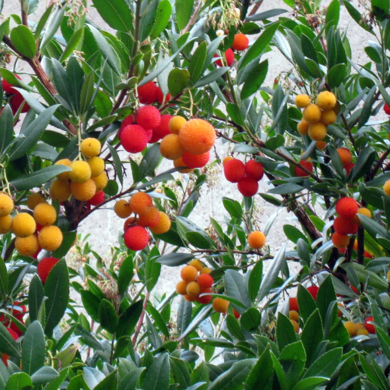 Arbousier Atlantic Silence ça pousse avec ses fruits rouges et jaunes