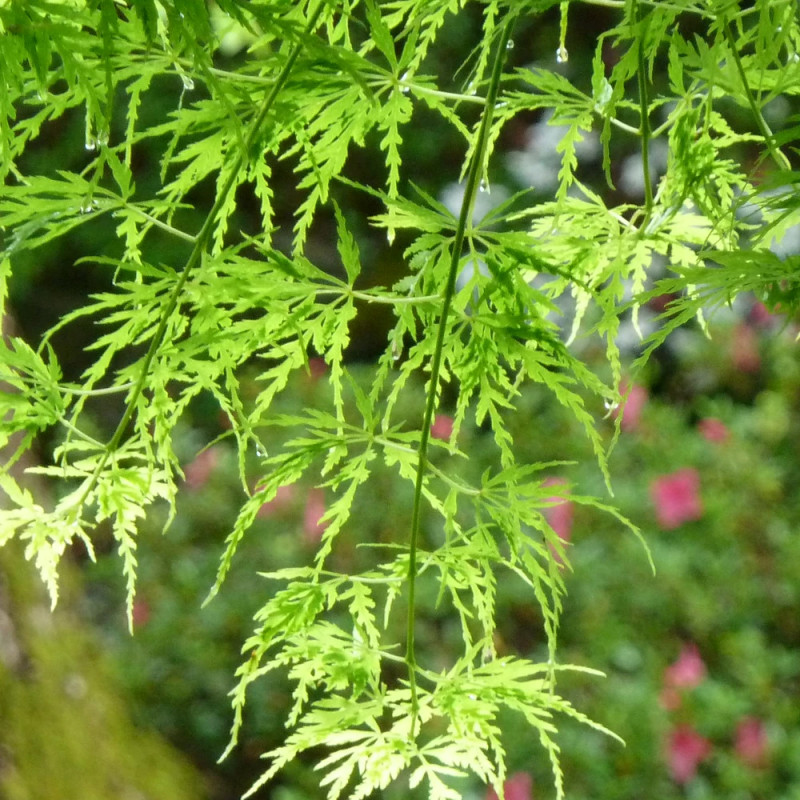 Erable du Japon Dissectum - SILENCE, ça pousse !, Acer palmatum