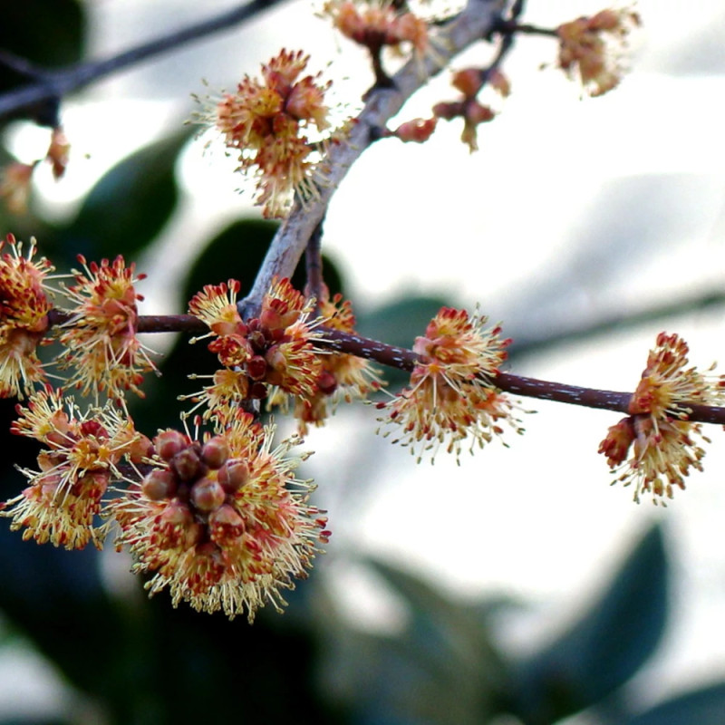 Érable freemanii Autumn Blaze, Acer