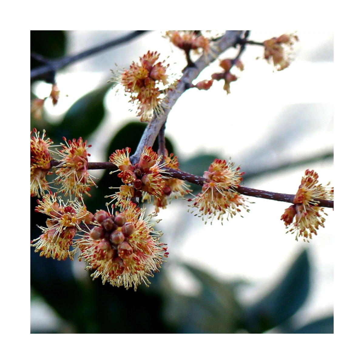 Érable freemanii Autumn Blaze, Acer