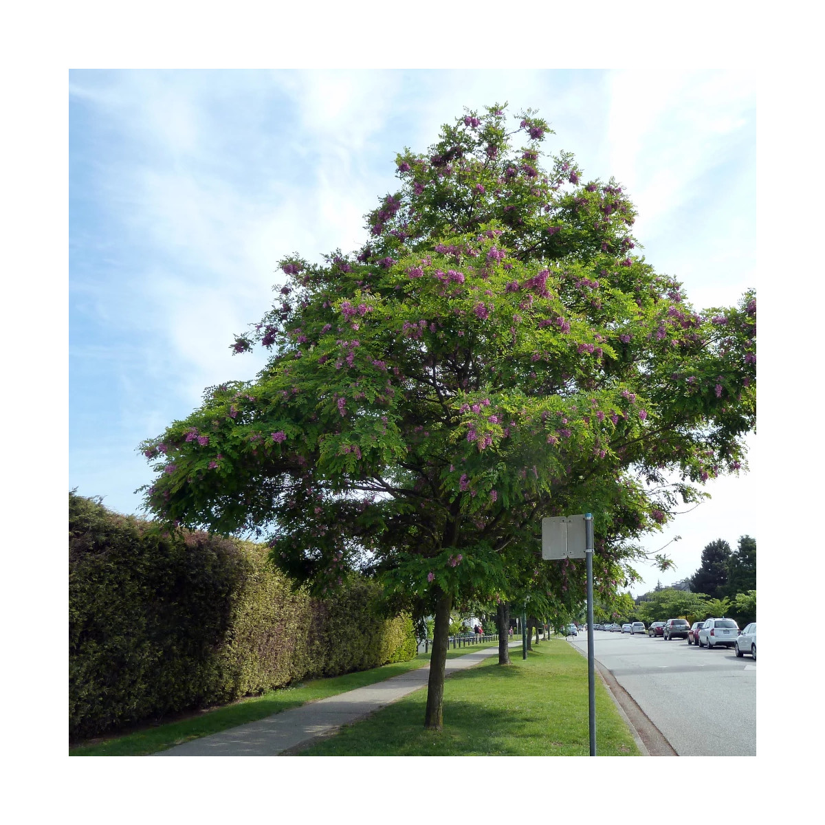 Robinier Casque Rouge (Acacia) : Arbre d'ornement à fleurs rouges