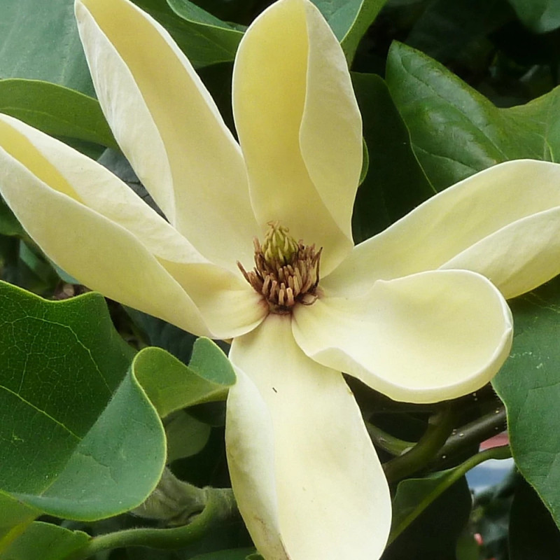 Magnolia Yellow Bird