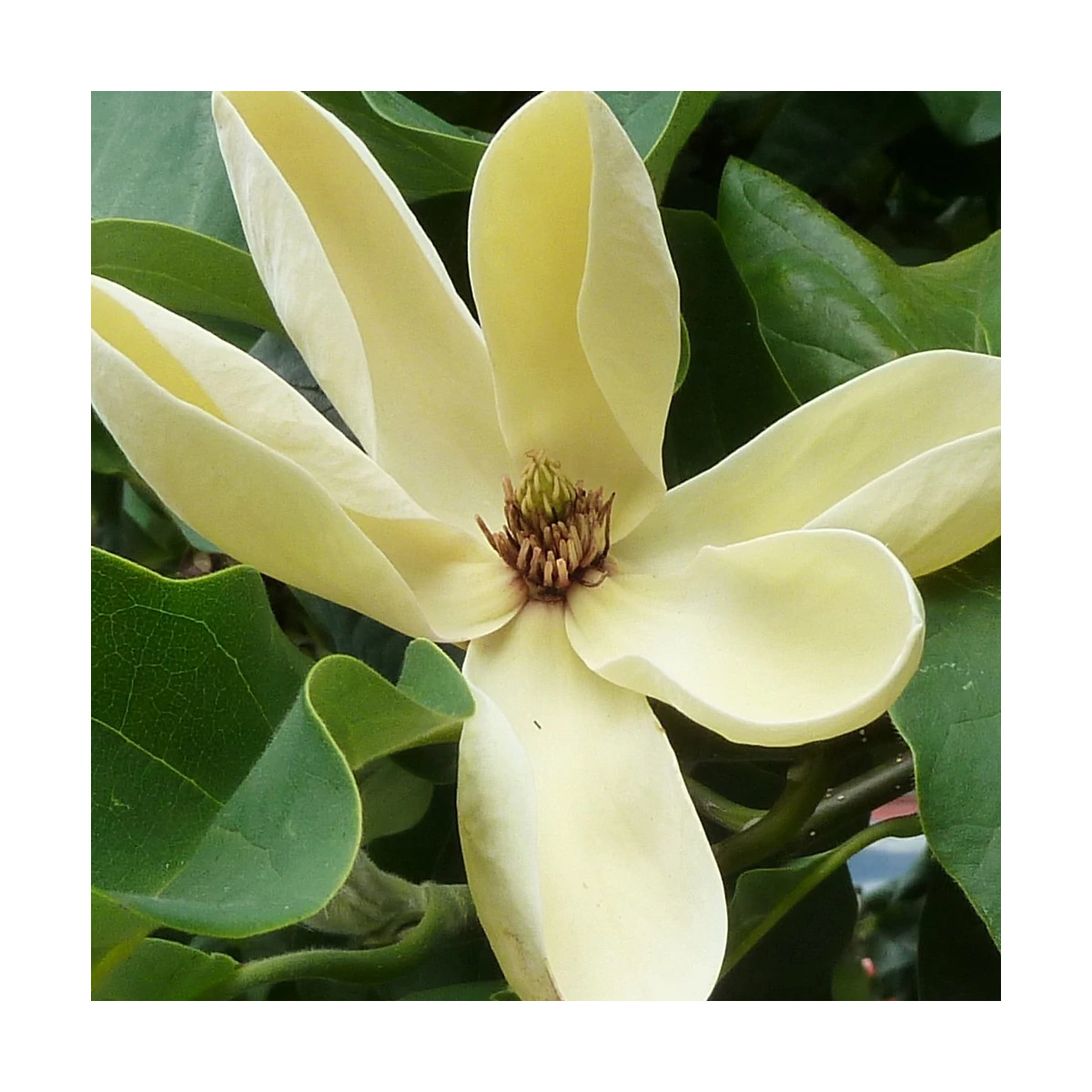Magnolia Yellow Bird