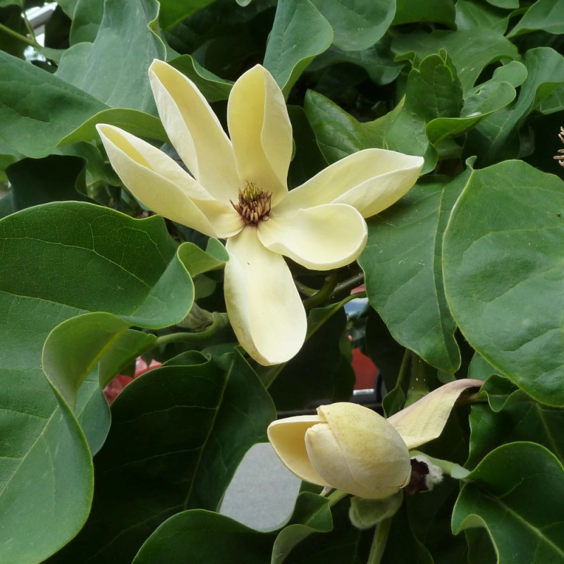 Magnolia Yellow Bird