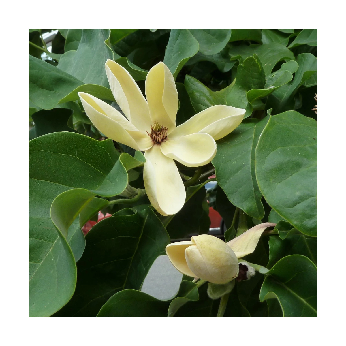 Magnolia Yellow Bird