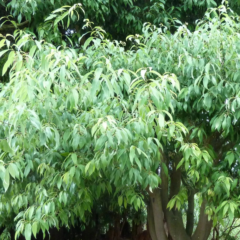 Chêne à feuilles de bambou, Quercus myrsinifolia