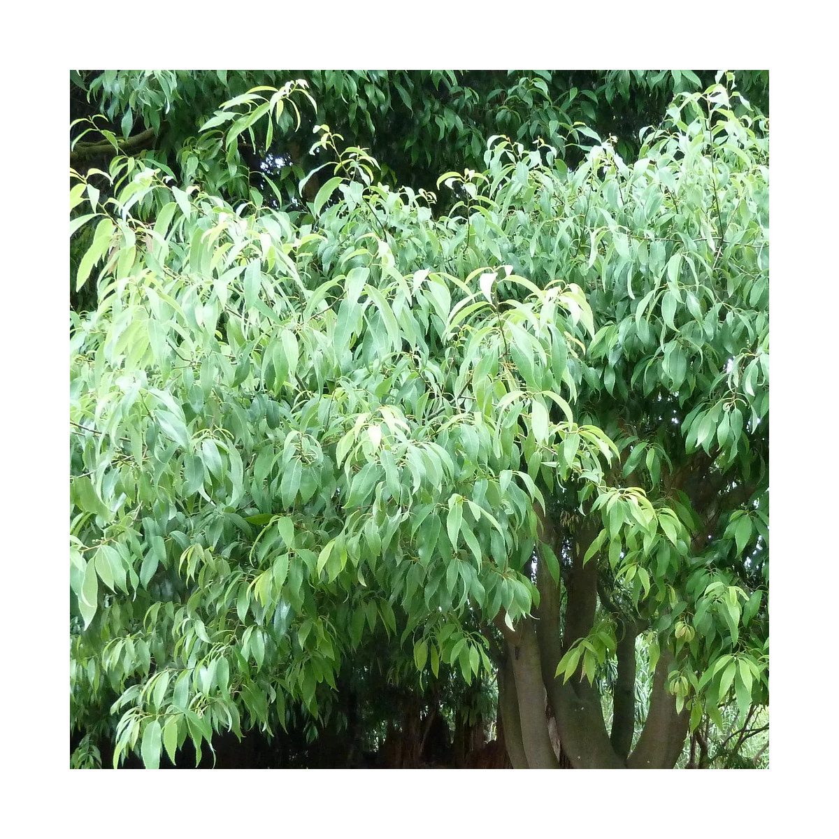 Chêne à feuilles de bambou, Quercus myrsinifolia Chêne à feuilles de bambou, Quercus myrsinifolia