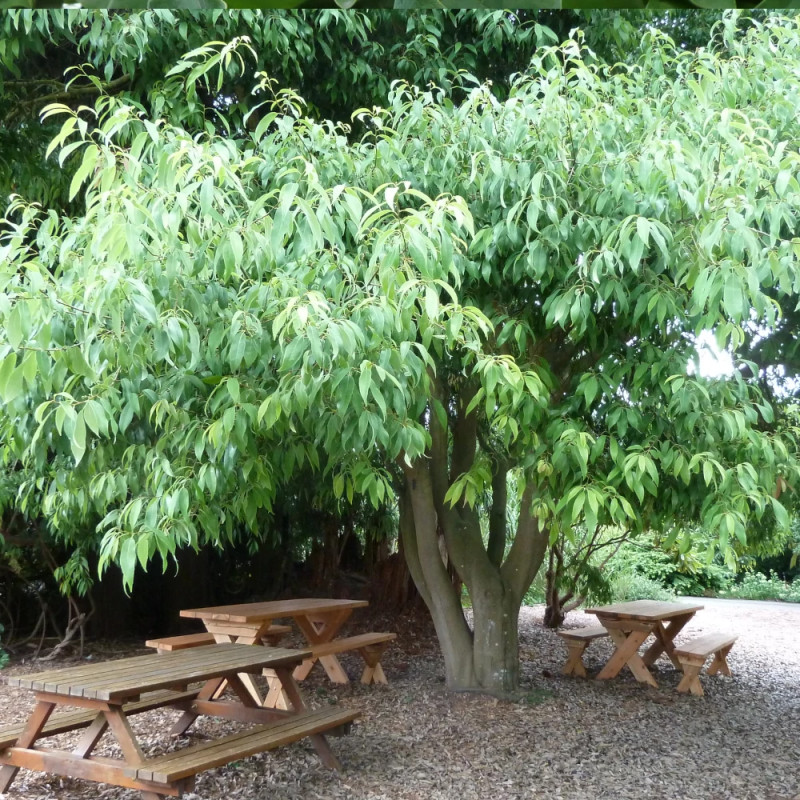 Chêne à feuilles de bambou, Quercus myrsinifolia