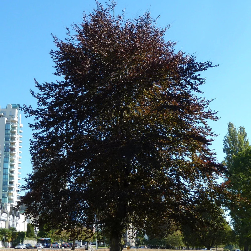 Hêtre commun Pourpre, Fagus
