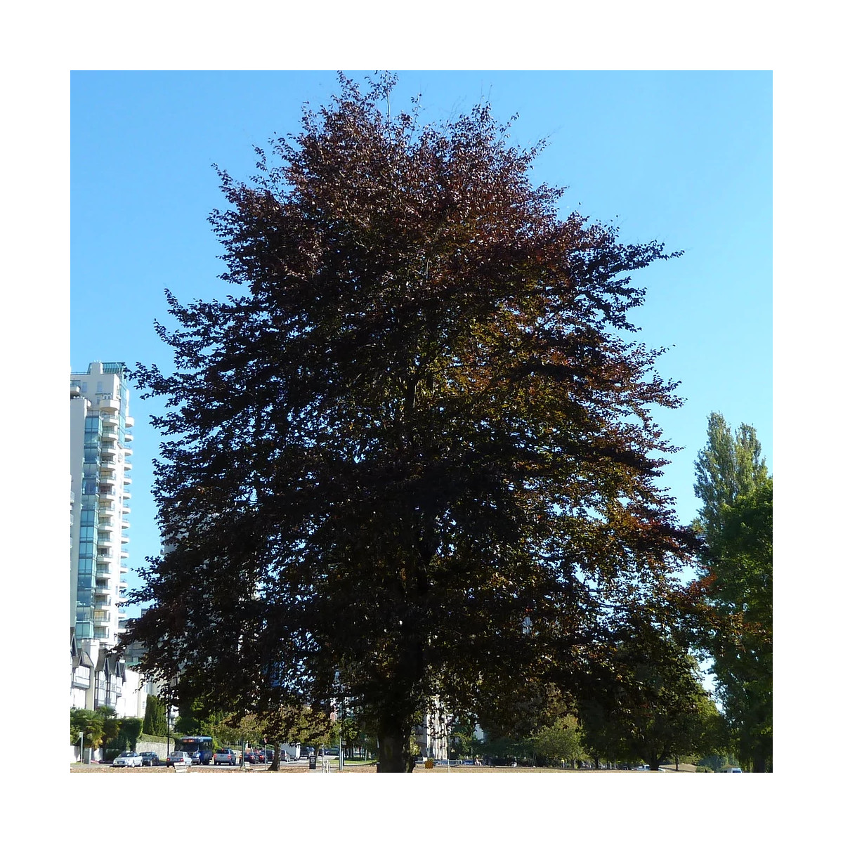 Hêtre commun Pourpre, Fagus
