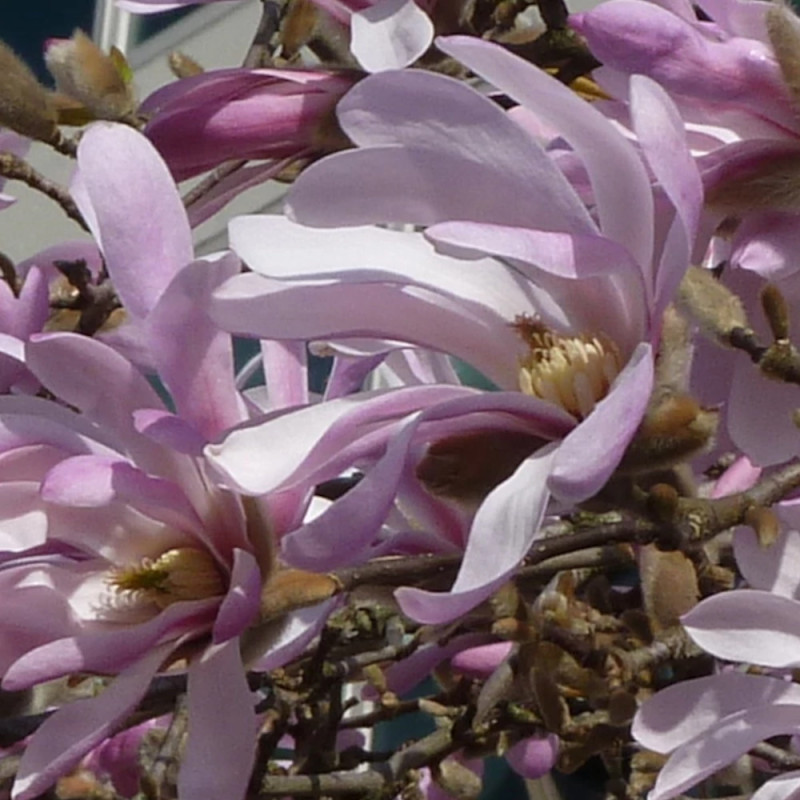 Magnolia Leonard Messel