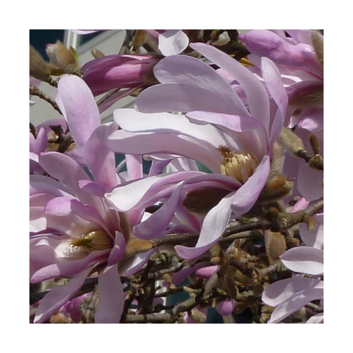 Magnolia Leonard Messel