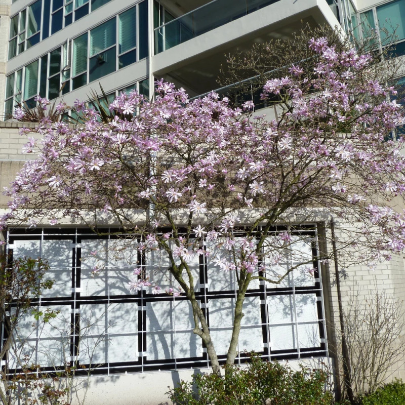 Magnolia Leonard Messel