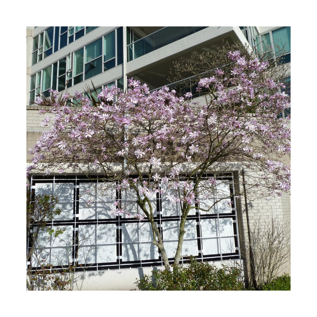 Magnolia Leonard Messel