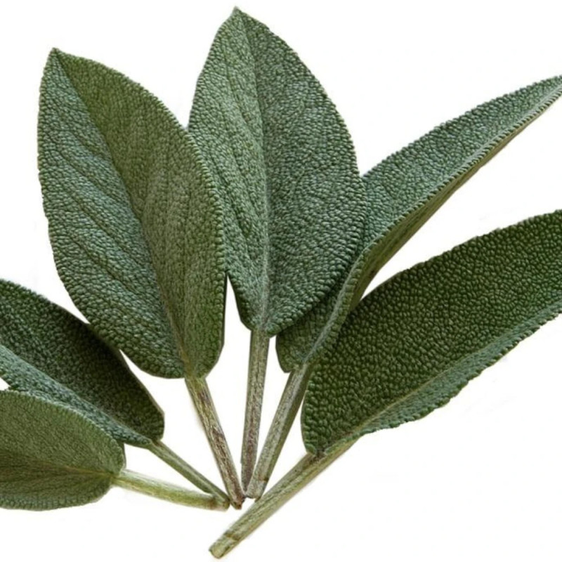 Sauge officinale - Prêt à consommer