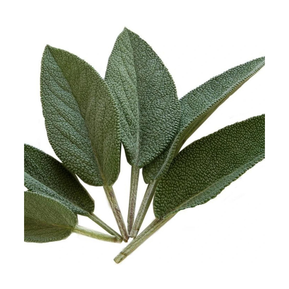 Sauge officinale - Prêt à consommer Sauge officinale - Prêt à consommer