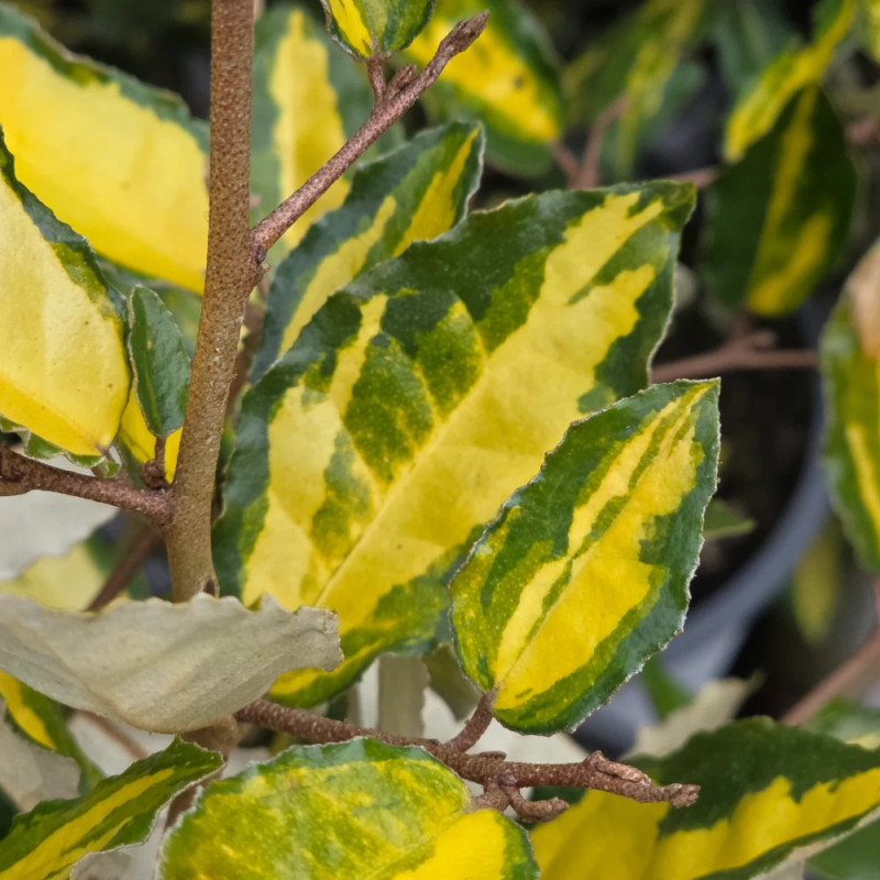 Elaeagnus piquant Maculata - SILENCE, ça pousse !, Chalef