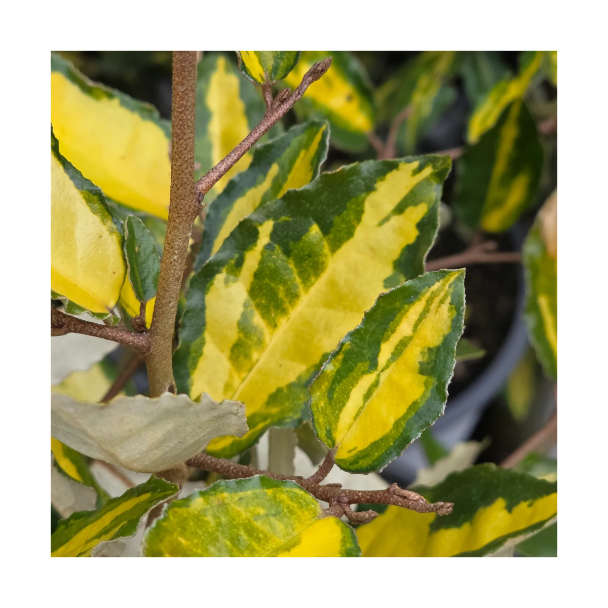 Elaeagnus piquant Maculata - SILENCE, ça pousse !, Chalef Elaeagnus piquant Maculata - SILENCE, ça pousse !, Chalef