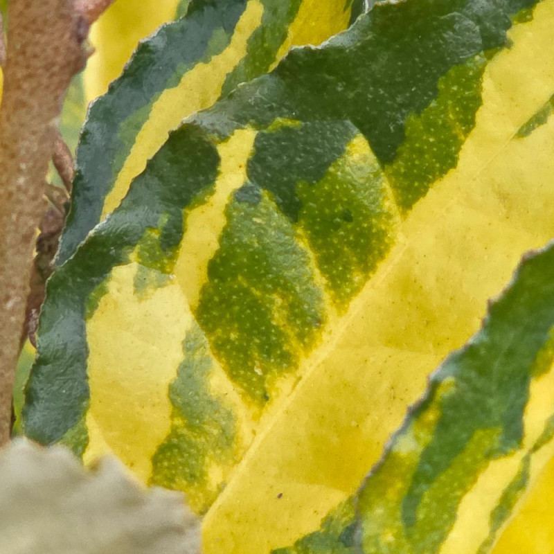 Elaeagnus piquant Maculata - SILENCE, ça pousse !, Chalef