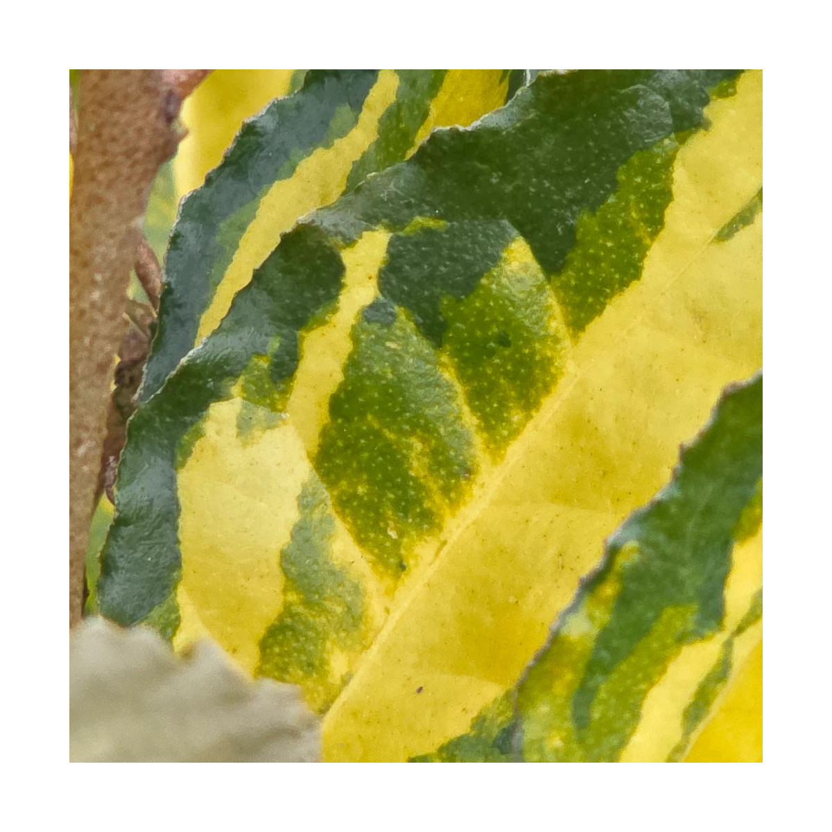 Elaeagnus piquant Maculata - SILENCE, ça pousse !, Chalef Elaeagnus piquant Maculata - SILENCE, ça pousse !, Chalef