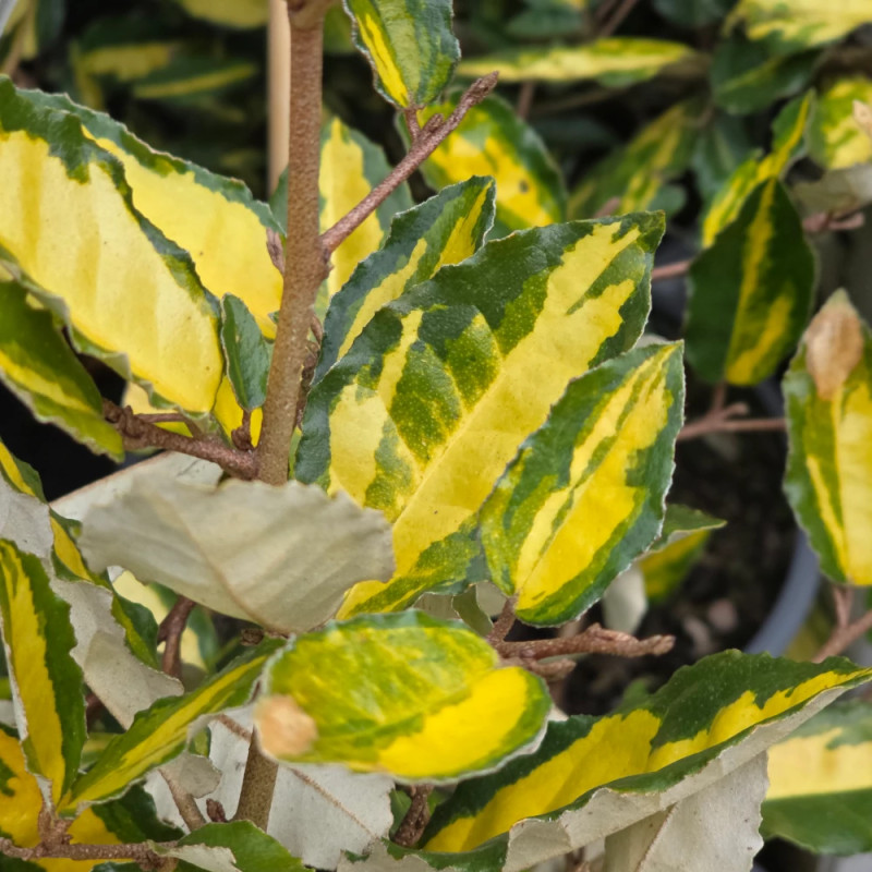 Elaeagnus piquant Maculata - SILENCE, ça pousse !, Chalef
