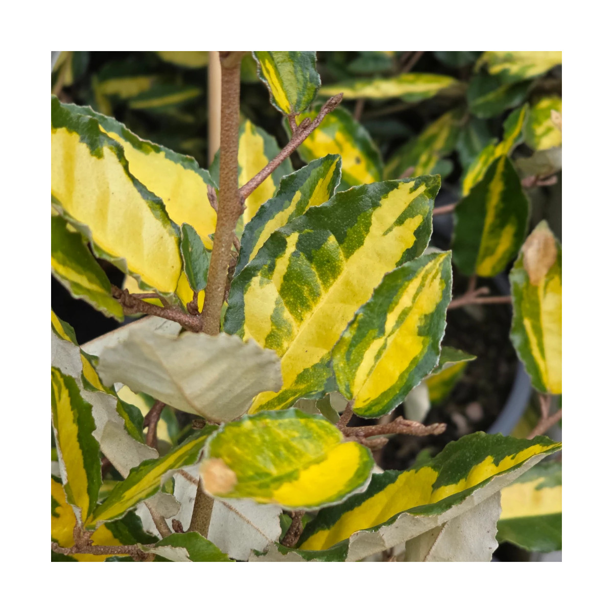 Elaeagnus piquant Maculata - SILENCE, ça pousse !, Chalef Elaeagnus piquant Maculata - SILENCE, ça pousse !, Chalef