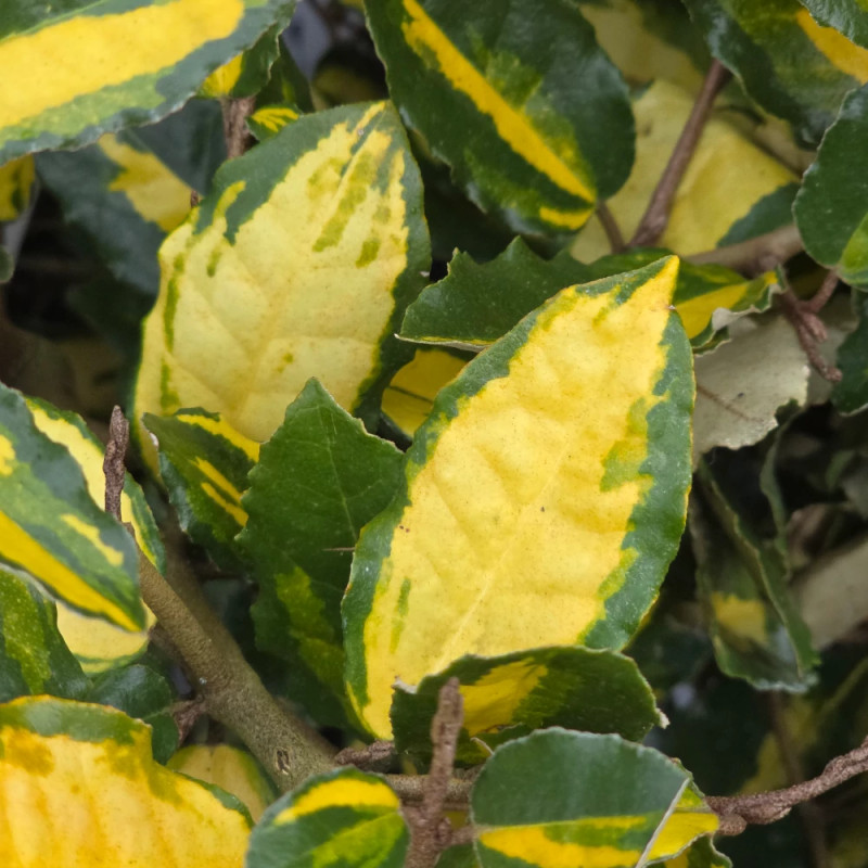 Elaeagnus piquant Maculata - SILENCE, ça pousse !, Chalef