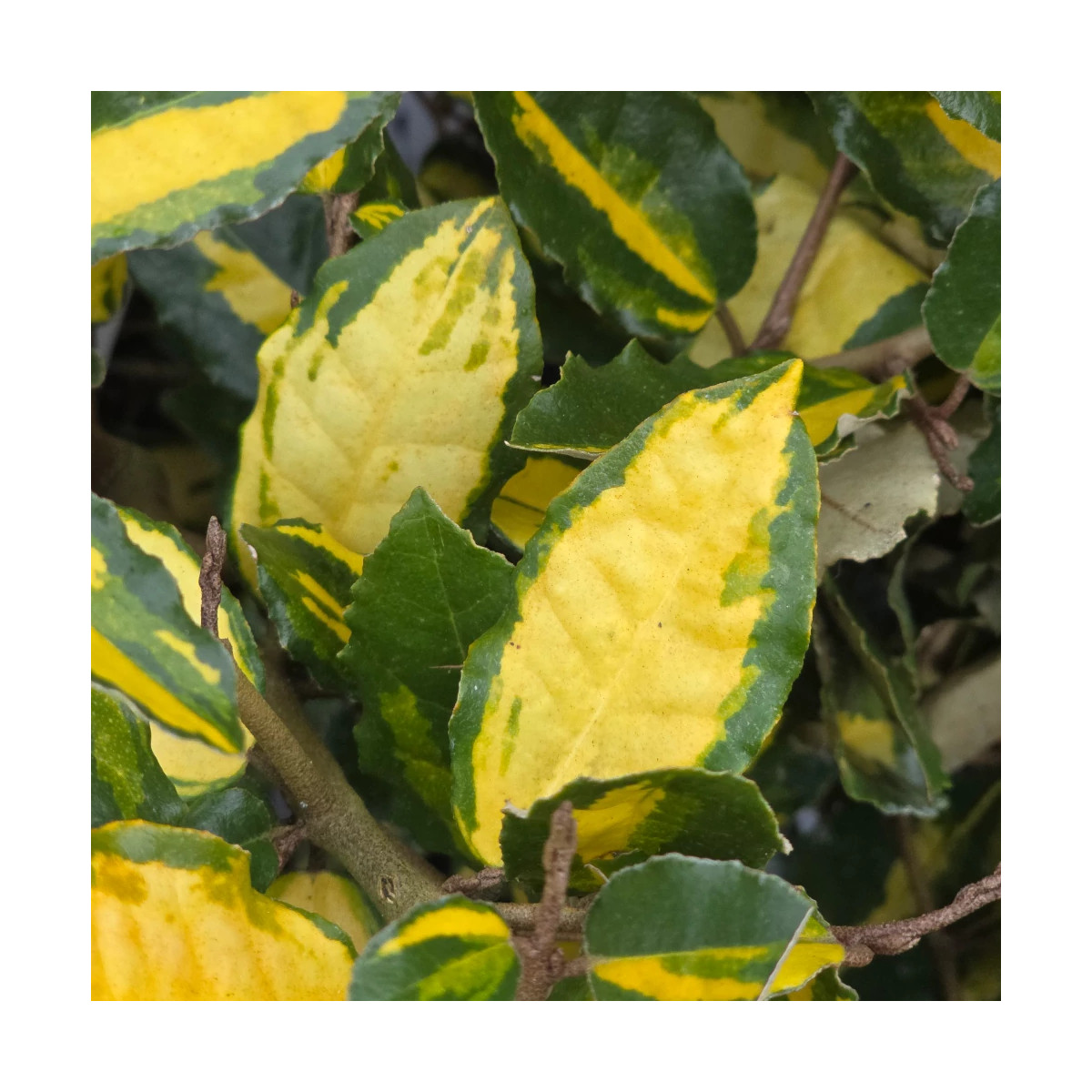 Elaeagnus piquant Maculata - SILENCE, ça pousse !, Chalef Elaeagnus piquant Maculata - SILENCE, ça pousse !, Chalef