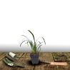 Liriope muscari Monroe White